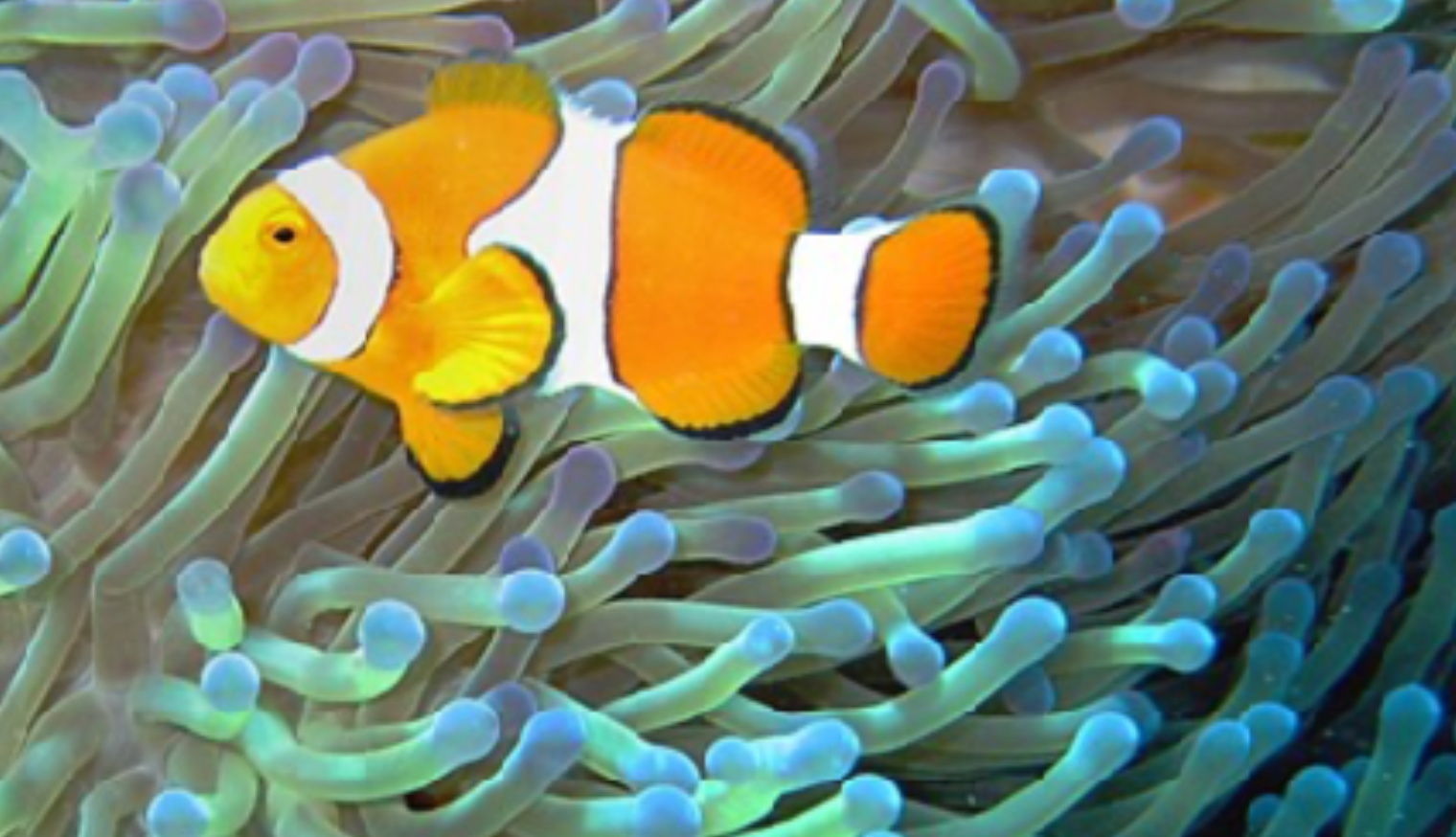 Symbiogenesis — Reflections on Biology and Medicine